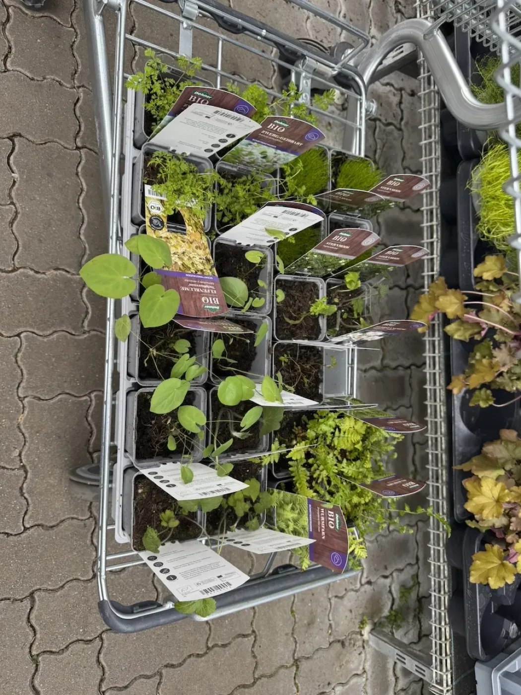 Stauden und Farne im Einkaufswagen — Frühling 2026