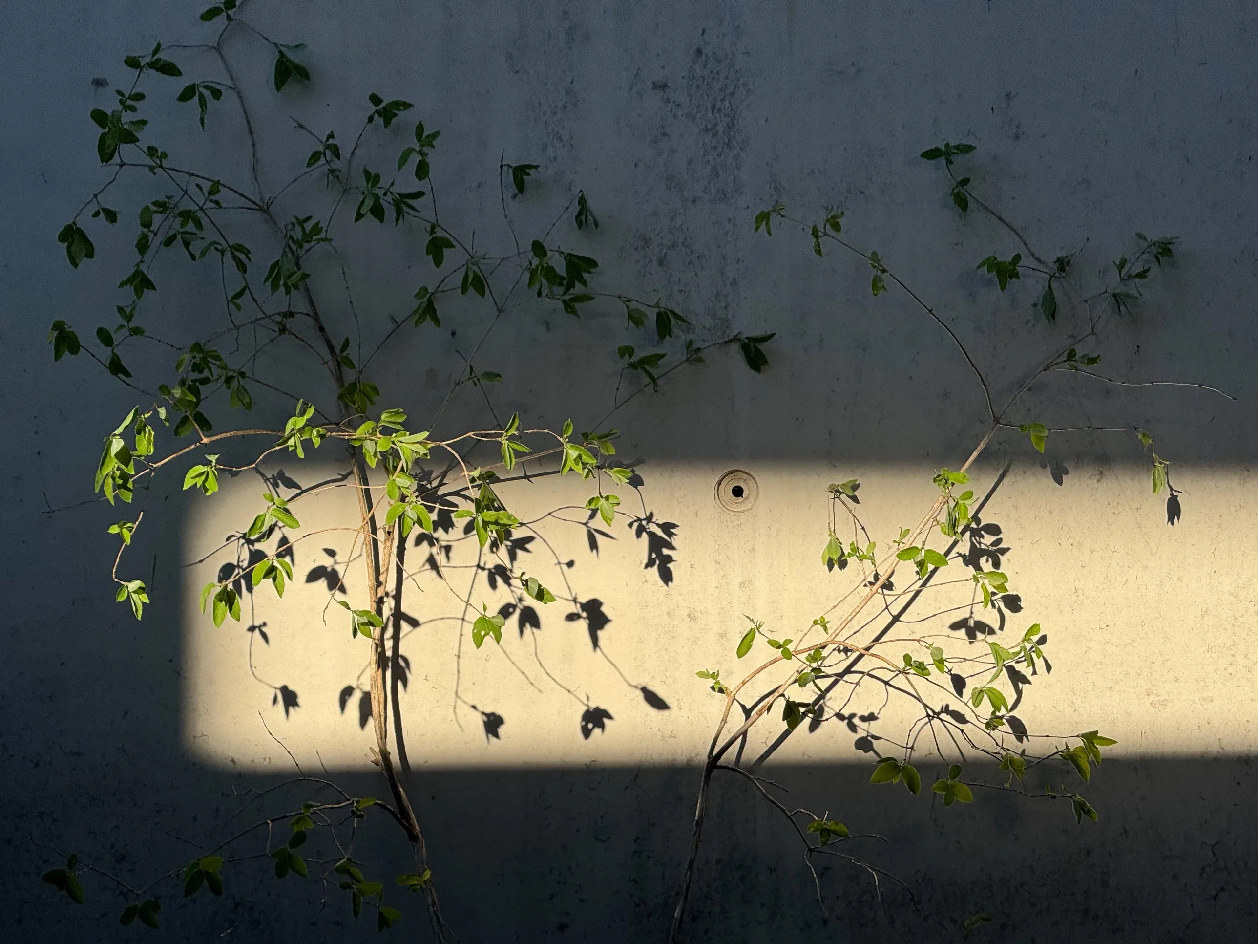 Rote Heckenkirsche vor der Betonwand im Kellergarten, ein Streifen Sonnenlicht auf der Wand