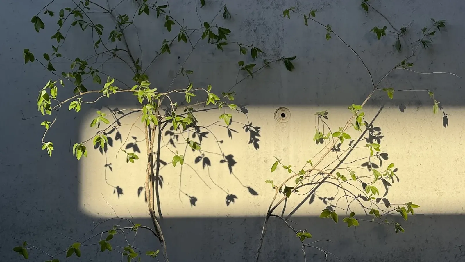 Kellergarten Heiterwang — Kletterpflanze an Betonwand
