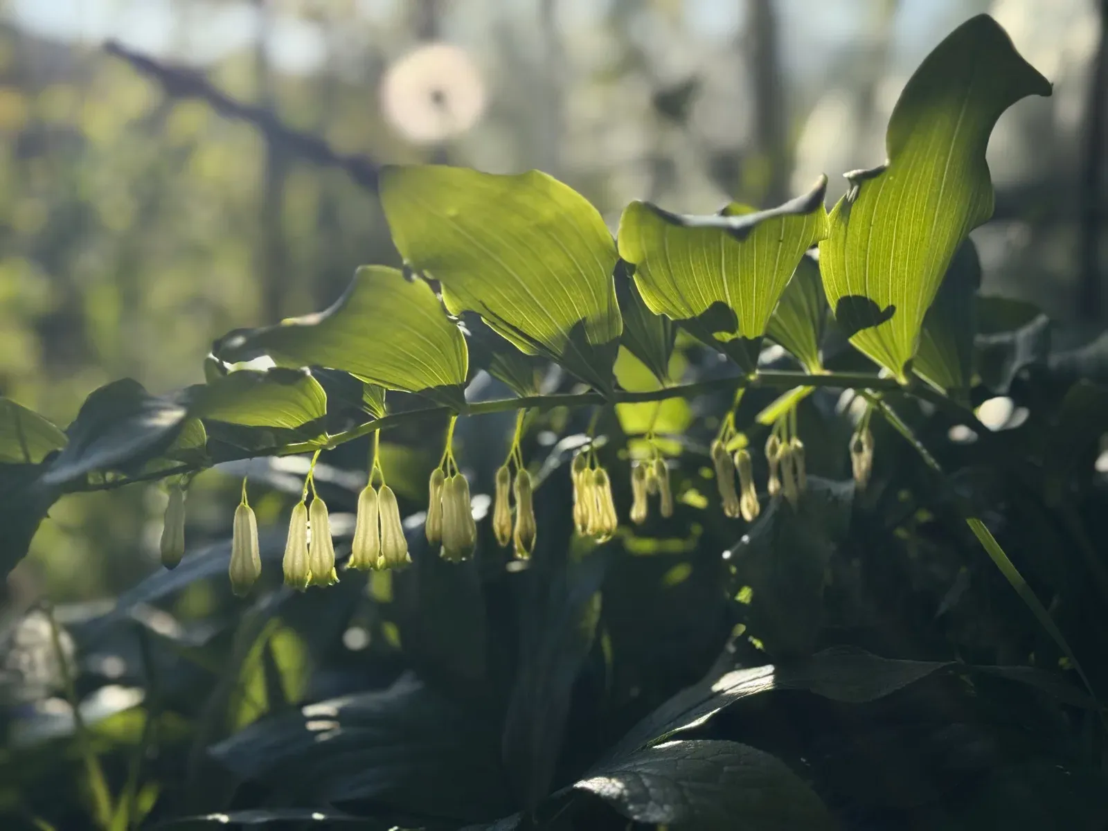 Salomonssiegel in Blüte — hängende Glöckchen im Gegenlicht, Referenzbild