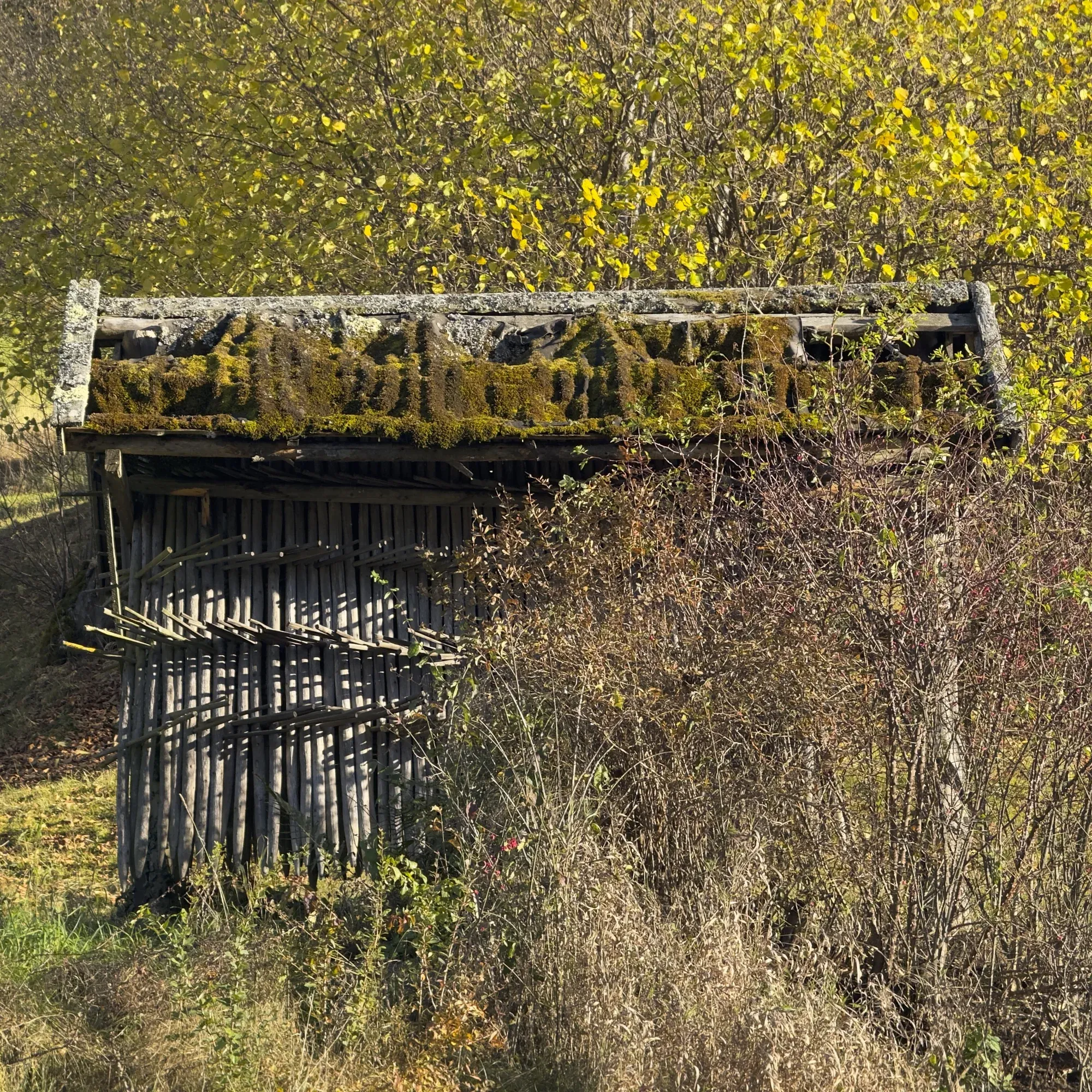 Alter Stadel mit Wänden aus senkrechten Holzstangen und bemoostem Dach, davor Gestrüpp